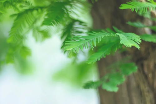 五行和四時(shí)的理解(一) 五行和四時(shí)的理解(一)